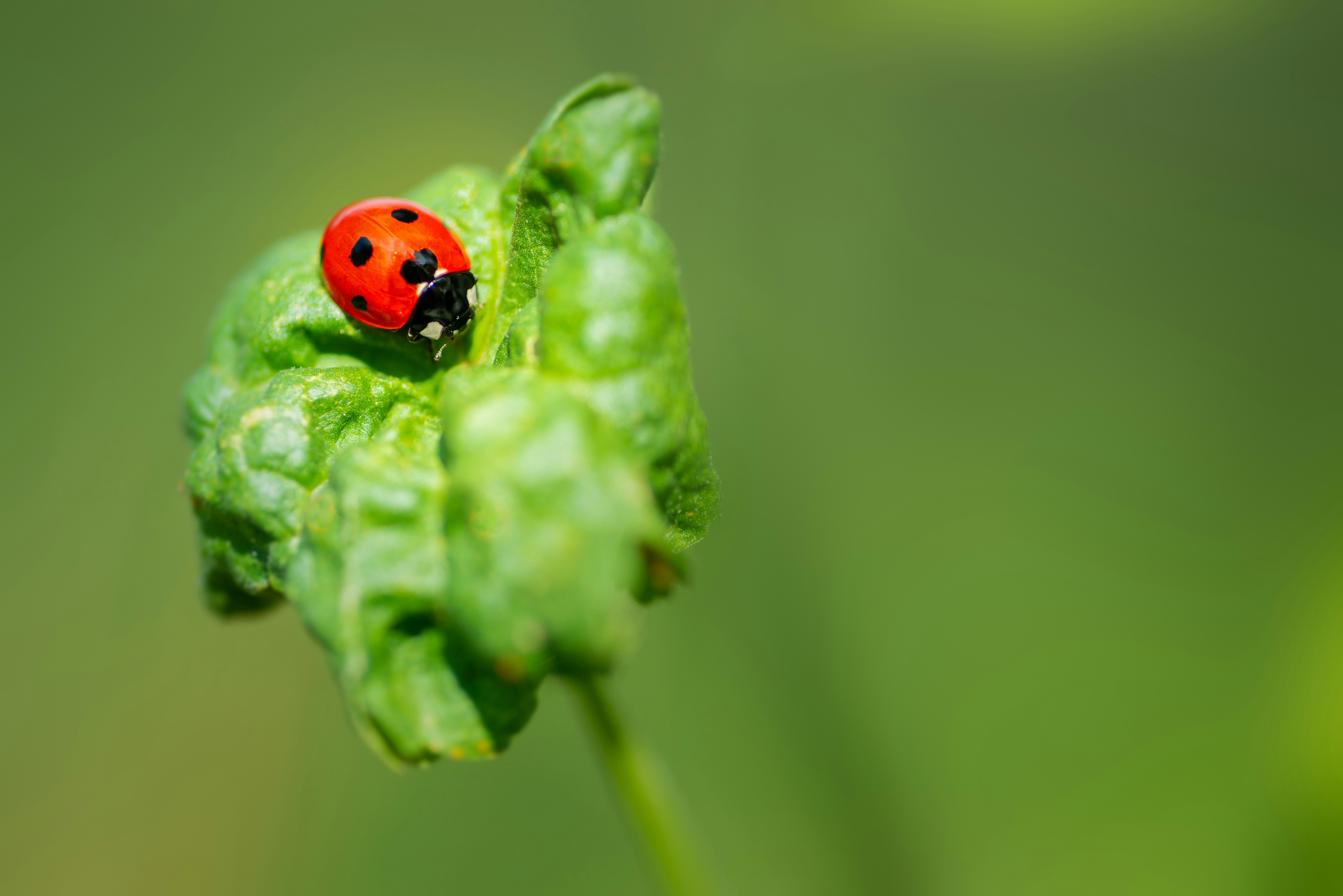 Ladybug on a green leaf - Nature background